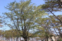 Pyrus communis